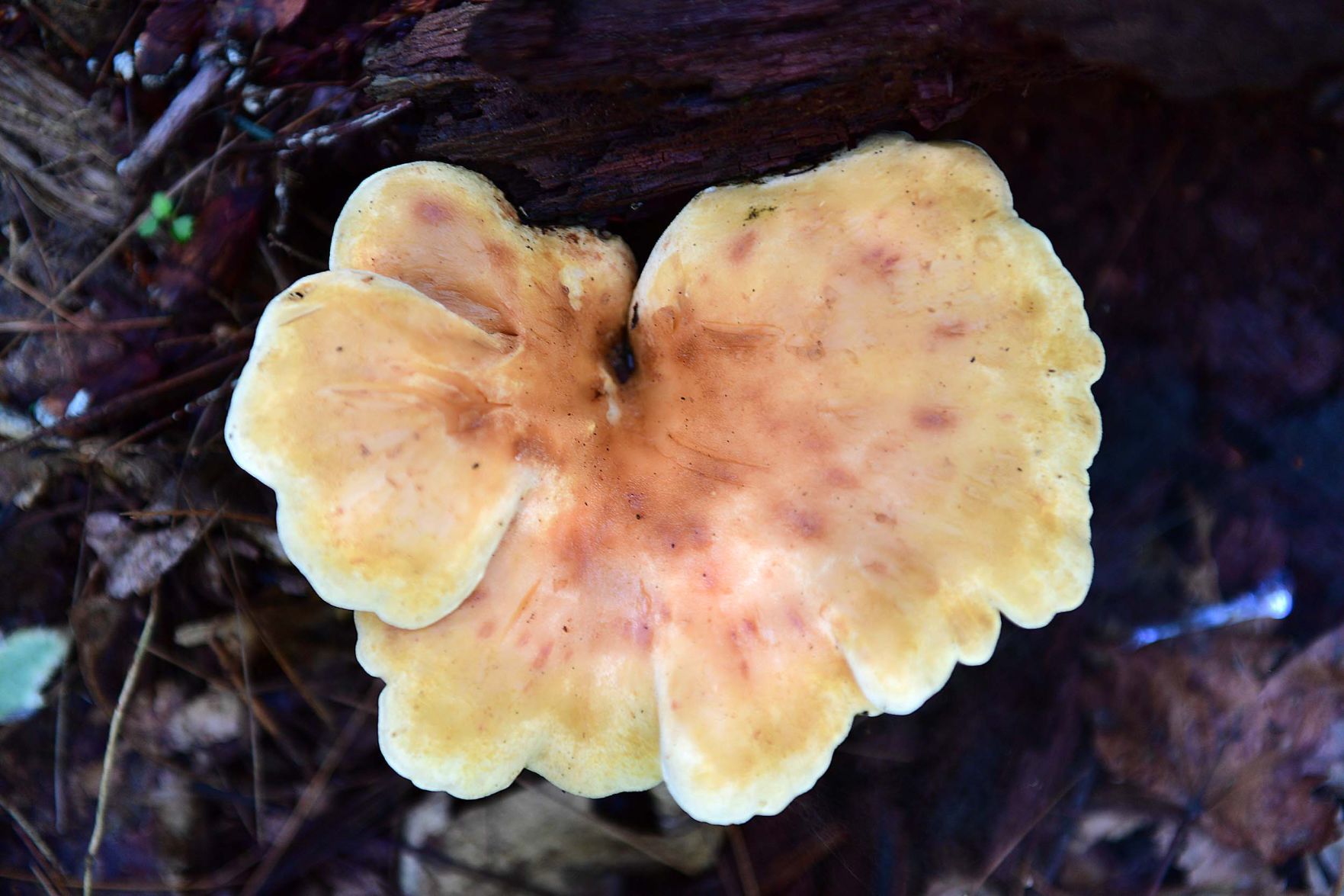 Pennsylvania Mushrooms.5...jpg